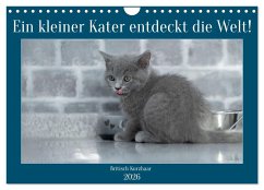 Cover Ein kleiner Kater entdeckt die Welt! (Wandkalender 2026 DIN A4 quer), CALVENDO Monatskalender