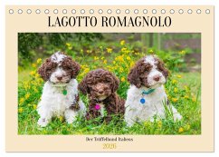 Lagotto Romagnolo - der Trüffelhund Italiens (Tischkalender 2026 DIN A5 quer), CALVENDO Monatskalender Cover Lagotto Romagnolo - der Trüffelhund Italiens (Tischkalender 2026 DIN A5 quer), CALVENDO Monatskalender