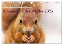 Cover Schönheiten des Waldes (Wandkalender 2026 DIN A4 quer), CALVENDO Monatskalender
