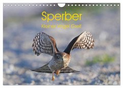 Sperber - Kleiner Vogel Greif (Wandkalender 2026 DIN A4 quer), CALVENDO Monatskalender