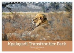 Kgalagadi - Fauna und Wildtiere in der Kalahari (Wandkalender 2026 DIN A3 quer), CALVENDO Monatskalender