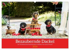 Bezaubernde Dackel (Wandkalender 2026 DIN A2 quer), CALVENDO Monatskalender