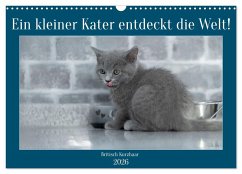 Cover Ein kleiner Kater entdeckt die Welt! (Wandkalender 2026 DIN A3 quer), CALVENDO Monatskalender
