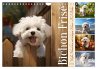 Bichon frisé, weiße Hündchen mit... - Bild 1