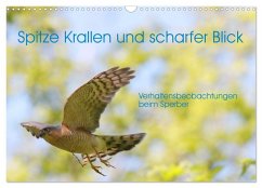 Spitze Krallen und scharfer Blick - Verhalten Sperber (Wandkalender 2026 DIN A3 quer), CALVENDO Monatskalender