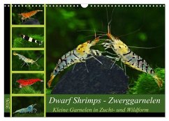 Cover Dwarf Shrimps - Zwerggarnelen (Wandkalender 2026 DIN A3 quer), CALVENDO Monatskalender
