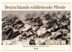 Deutschlands wildlebende Pferde (Wandkalender 2026 DIN A4 quer), CALVENDO Monatskalender Deutschlands wildlebende Pferde (Wandkalender 2026 DIN A4 quer), CALVENDO Monatskalender