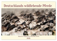 Deutschlands wildlebende Pferde (Wandkalender 2026 DIN A2 quer), CALVENDO Monatskalender Deutschlands wildlebende Pferde (Wandkalender 2026 DIN A2 quer), CALVENDO Monatskalender