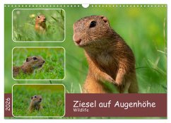 Ziesel auf Augenhöhe (Wandkalender 2026 DIN A3 quer), CALVENDO Monatskalender Ziesel auf Augenhöhe (Wandkalender 2026 DIN A3 quer), CALVENDO Monatskalender