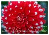 Im Herzen der Dahlie (Wandkalender 2026... - Bild 1