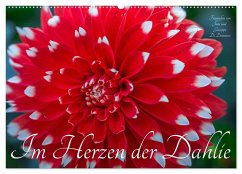 Cover Im Herzen der Dahlie (Wandkalender 2026 DIN A2 quer), CALVENDO Monatskalender