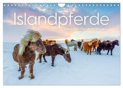 Islandpferde - Die süßen Pferde im Norden. (Wandkalender 2026 DIN A4 quer), CALVENDO Monatskalender Islandpferde - Die süßen Pferde im Norden. (Wandkalender 2026 DIN A4 quer), CALVENDO Monatskalender