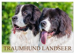Traumhund Landseer (Wandkalender 2026 DIN A2 quer), CALVENDO Monatskalender Traumhund Landseer (Wandkalender 2026 DIN A2 quer), CALVENDO Monatskalender