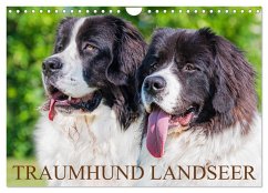 Traumhund Landseer (Wandkalender 2026 DIN A4 quer), CALVENDO Monatskalender Traumhund Landseer (Wandkalender 2026 DIN A4 quer), CALVENDO Monatskalender