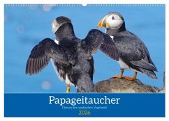 Papageitaucher - Clowns der nordischen Vogelwelt (Wandkalender 2026 DIN A2 quer), CALVENDO Monatskalender Papageitaucher - Clowns der nordischen Vogelwelt (Wandkalender 2026 DIN A2 quer), CALVENDO Monatskalender