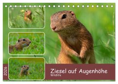 Ziesel auf Augenhöhe (Tischkalender 2026 DIN A5 quer), CALVENDO Monatskalender Ziesel auf Augenhöhe (Tischkalender 2026 DIN A5 quer), CALVENDO Monatskalender