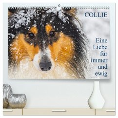 Cover Collies - Eine Liebe für immer und ewig (hochwertiger Premium Wandkalender 2026 DIN A2 quer), Kunstdruck in Hochglanz