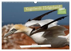 Vogelwelt Helgoland - von Ostfriesenfotografie (Wandkalender 2026 DIN A3 quer), CALVENDO Monatskalender Vogelwelt Helgoland - von Ostfriesenfotografie (Wandkalender 2026 DIN A3 quer), CALVENDO Monatskalender