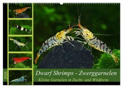 Cover Dwarf Shrimps - Zwerggarnelen (Wandkalender 2026 DIN A2 quer), CALVENDO Monatskalender