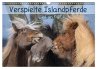 Verspielte Islandpferde Kopf an Kopf... - Bild 1