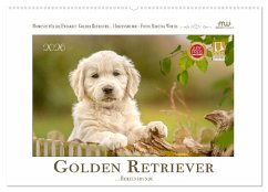 Golden Retriever... Herzenshunde (Wandkalender 2026 DIN A2 quer), CALVENDO Monatskalender Golden Retriever... Herzenshunde (Wandkalender 2026 DIN A2 quer), CALVENDO Monatskalender