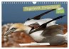 Vogelwelt Helgoland - von... - Bild 1
