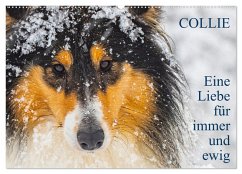 Cover Collies - Eine Liebe für immer und ewig (Wandkalender 2026 DIN A2 quer), CALVENDO Monatskalender