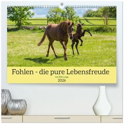 Cover Fohlen - die pure Lebensfreude (hochwertiger Premium Wandkalender 2026 DIN A2 quer), Kunstdruck in Hochglanz