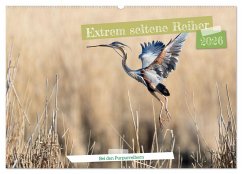 Extrem seltene Reiher (Wandkalender 2026 DIN A2 quer), CALVENDO Monatskalender