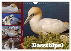 Faszination Basstölpel (Wandkalender 2026 DIN A4 quer), CALVENDO Monatskalender Faszination Basstölpel (Wandkalender 2026 DIN A4 quer), CALVENDO Monatskalender