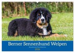Berner Sennenhund Welpen - Bezaubernde Plüschbärchen (Wandkalender 2026 DIN A2 quer), CALVENDO Monatskalender