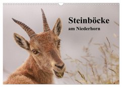 Steinböcke am Niederhorn (Wandkalender 2026 DIN A3 quer), CALVENDO Monatskalender Steinböcke am Niederhorn (Wandkalender 2026 DIN A3 quer), CALVENDO Monatskalender