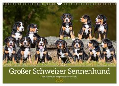 Cover Großer Schweizer Sennenhund - Mit Schweizer Welpen durch das Jahr (Wandkalender 2026 DIN A3 quer), CALVENDO Monatskalender