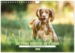 Englischer Cocker Spaniel (Wandkalender 2026 DIN A4 quer), CALVENDO Monatskalender Englischer Cocker Spaniel (Wandkalender 2026 DIN A4 quer), CALVENDO Monatskalender