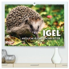 Igel - Niedliche kleine Stachelritter (hochwertiger Premium Wandkalender 2026 DIN A2 quer), Kunstdruck in Hochglanz Igel - Niedliche kleine Stachelritter (hochwertiger Premium Wandkalender 2026 DIN A2 quer), Kunstdruck in Hochglanz
