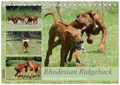 Cover Rhodesian Ridgeback - Halbstarke außer Rand und Band (Tischkalender 2026 DIN A5 quer), CALVENDO Monatskalender