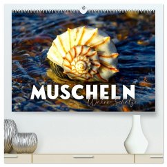 Muscheln - Wahre Schätze (hochwertiger Premium Wandkalender 2026 DIN A2 quer), Kunstdruck in Hochglanz