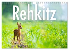 Rehkitz - Flinke kleine Bambis. (Wandkalender 2026 DIN A4 quer), CALVENDO Monatskalender