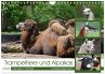 Trampeltiere und Alpakas (Wandkalender... - Bild 1