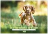Englischer Cocker Spaniel (Wandkalender... - Bild 1