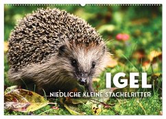 Igel - Niedliche kleine Stachelritter (Wandkalender 2026 DIN A2 quer), CALVENDO Monatskalender Igel - Niedliche kleine Stachelritter (Wandkalender 2026 DIN A2 quer), CALVENDO Monatskalender