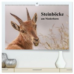 Steinböcke am Niederhorn (hochwertiger Premium Wandkalender 2026 DIN A2 quer), Kunstdruck in Hochglanz Steinböcke am Niederhorn (hochwertiger Premium Wandkalender 2026 DIN A2 quer), Kunstdruck in Hochglanz
