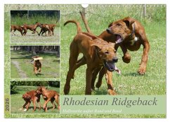 Cover Rhodesian Ridgeback - Halbstarke außer Rand und Band (Wandkalender 2026 DIN A3 quer), CALVENDO Monatskalender