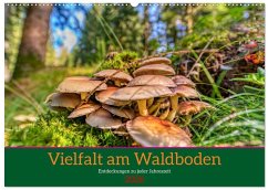 Cover Vielfalt am Waldboden (Wandkalender 2026 DIN A2 quer), CALVENDO Monatskalender