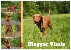 Faszination Magyar Vizsla (Wandkalender 2026 DIN A2 quer), CALVENDO Monatskalender