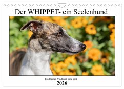 Der Whippet - ein Seelenhund (Wandkalender 2026 DIN A4 quer), CALVENDO Monatskalender