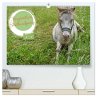 Faszination Shetlandpony (hochwertiger... - Bild 1
