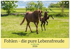 Fohlen - die pure Lebensfreude (Tischkalender 2026 DIN A5 quer), CALVENDO Monatskalender