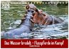 Das Wasser brodelt - Flusspferde im... - Bild 1