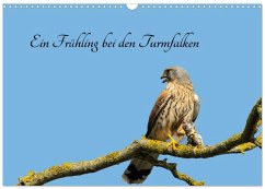 Cover Ein Frühjahr bei den Turmfalken (Wandkalender 2026 DIN A3 quer), CALVENDO Monatskalender